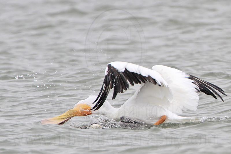 _MG_7634 Brown & American White Pelican.jpg