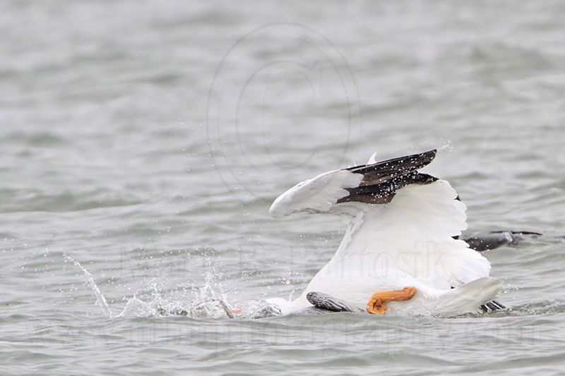 _MG_7635 Brown & American White Pelican.jpg