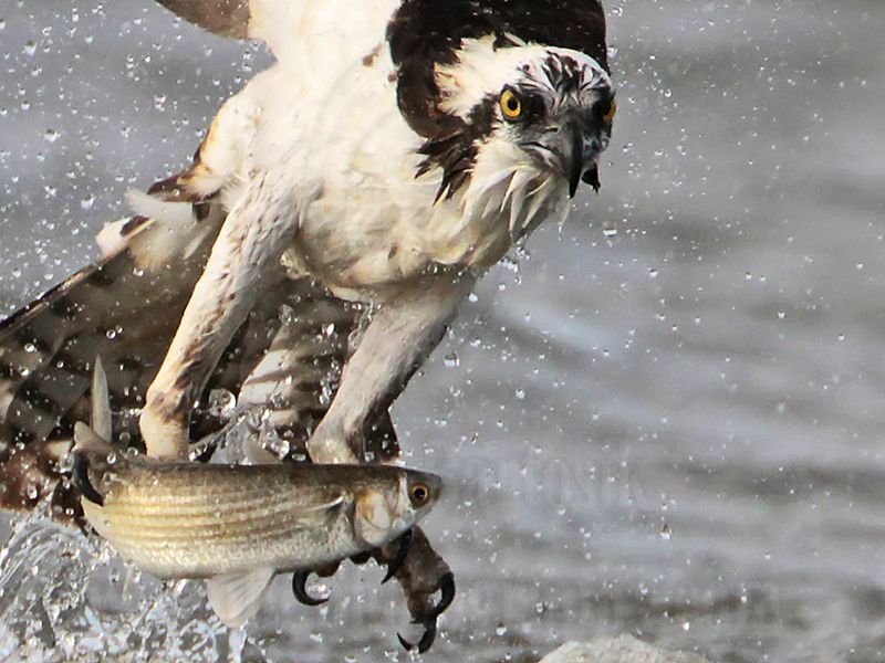 _MG_6411 Osprey.jpg