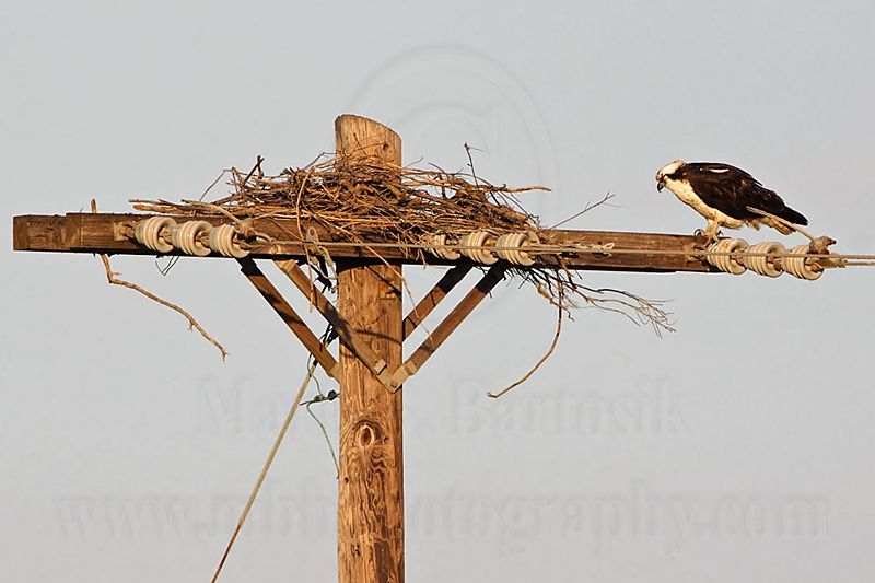 _MG_0376 Osprey.jpg
