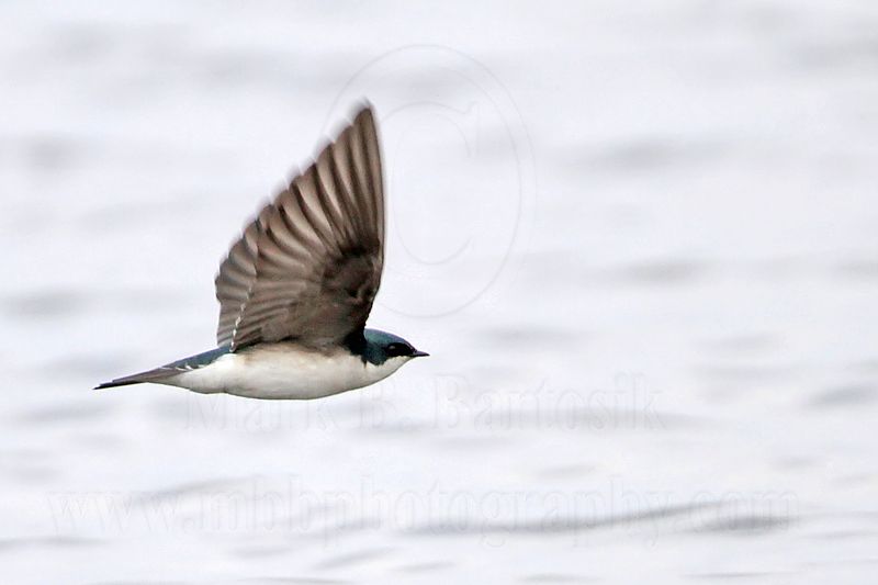 _MG_2796 Tree Swallow.jpg