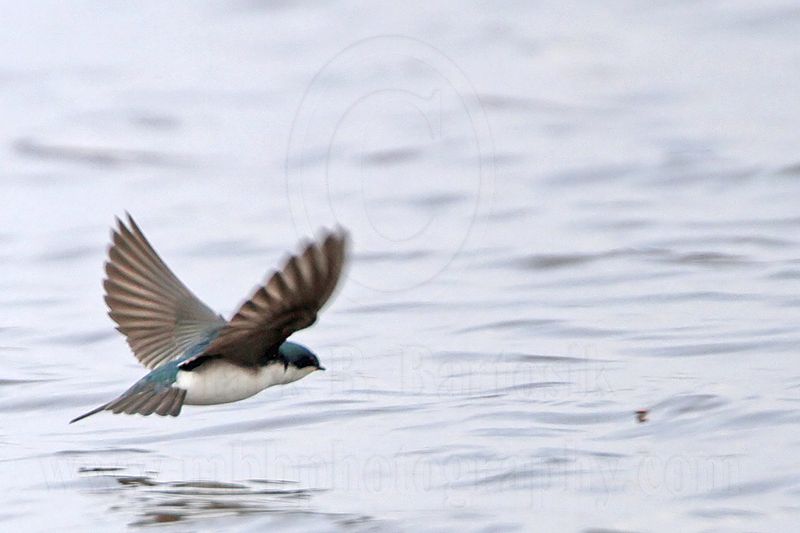 _MG_2898 Tree Swallow.jpg