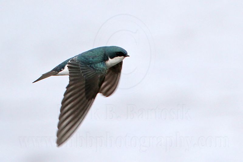 _MG_2919 Tree Swallow.jpg