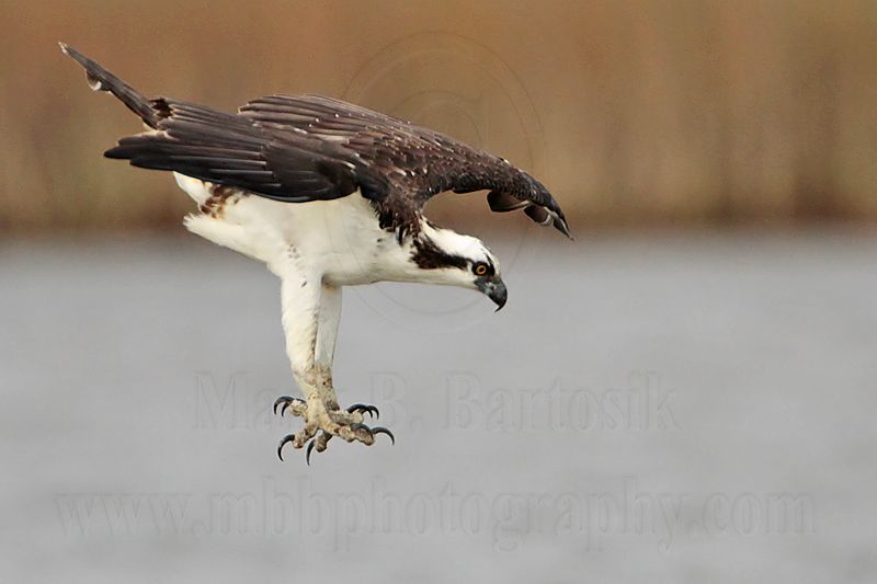 _MG_1314 Osprey.jpg