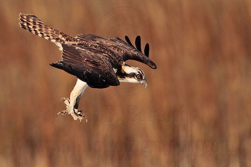 _MG_2714 Osprey.jpg