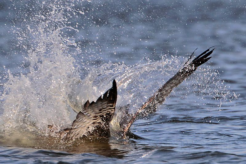 _MG_2716 Osprey.jpg