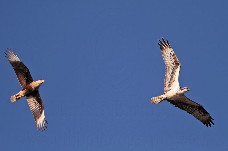 _MG_4175 Osprey & Crested Caracara.jpg