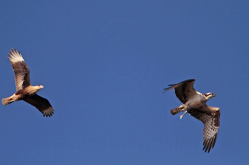 _MG_4176 Osprey & Crested Caracara.jpg