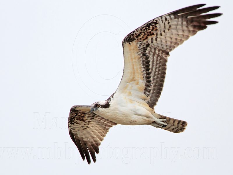 _MG_7183 Osprey.jpg