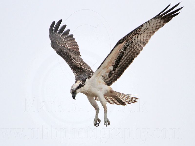 _MG_7701 Osprey.jpg