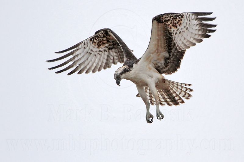 _MG_7704 Osprey.jpg