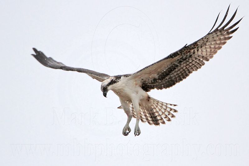 _MG_7706 Osprey.jpg