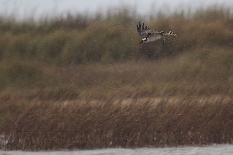 _MG_7749 Osprey.jpg