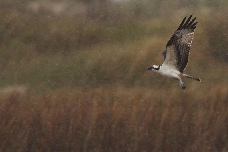 _MG_7757 Osprey.jpg