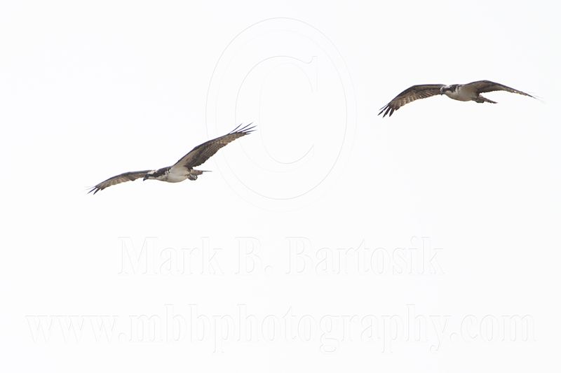 _MG_8211 Osprey.jpg