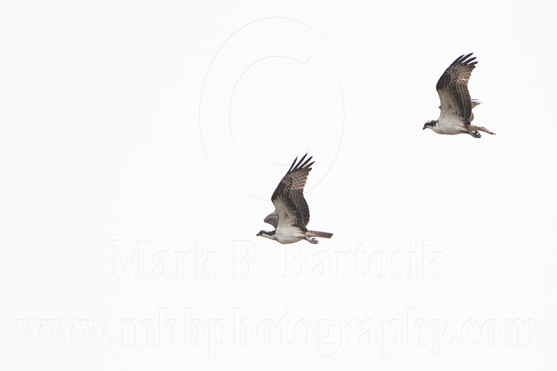_MG_8234 Osprey.jpg