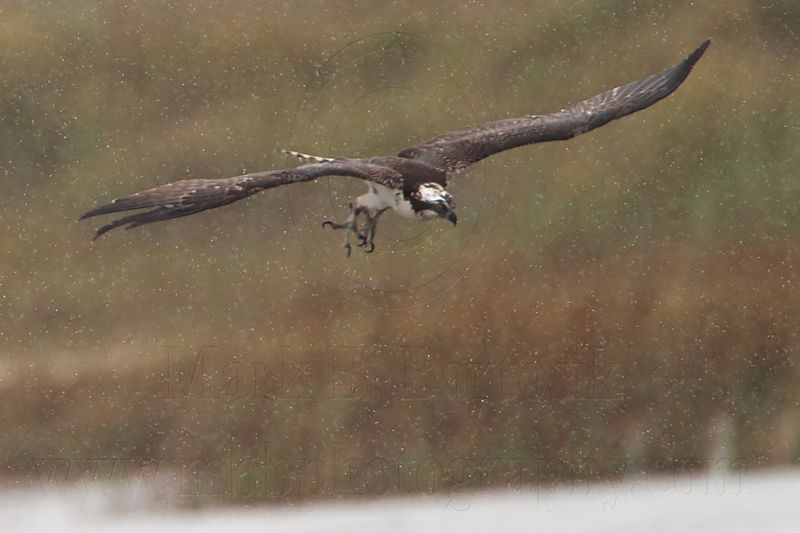 _MG_8406 Osprey.jpg