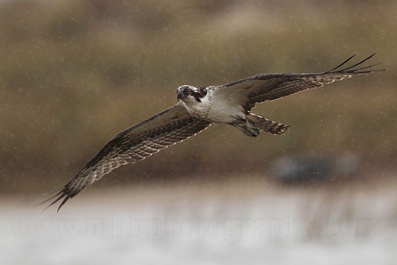 _MG_8463 Osprey.jpg