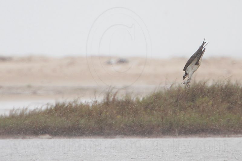 _MG_8520 Osprey.jpg