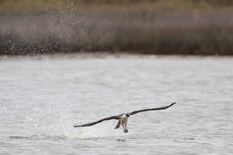 _MG_9437 Osprey.jpg