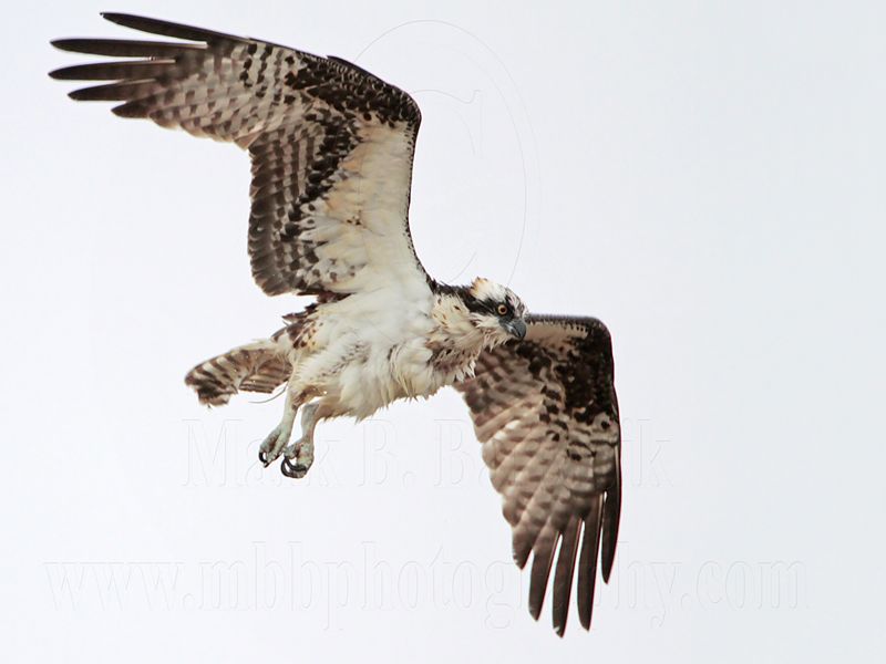 _MG_9590 Osprey.jpg