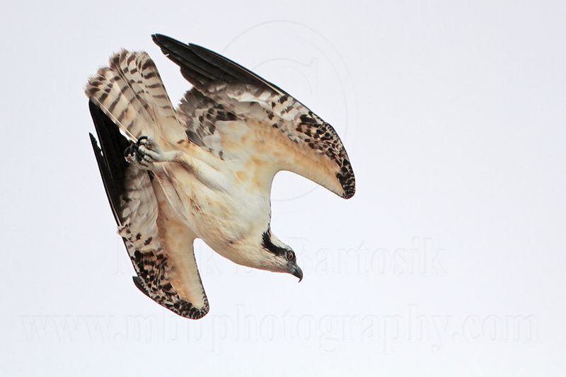 _MG_9688 Osprey.jpg