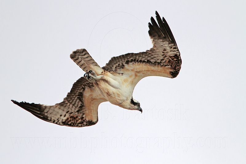 _MG_9693 Osprey.jpg
