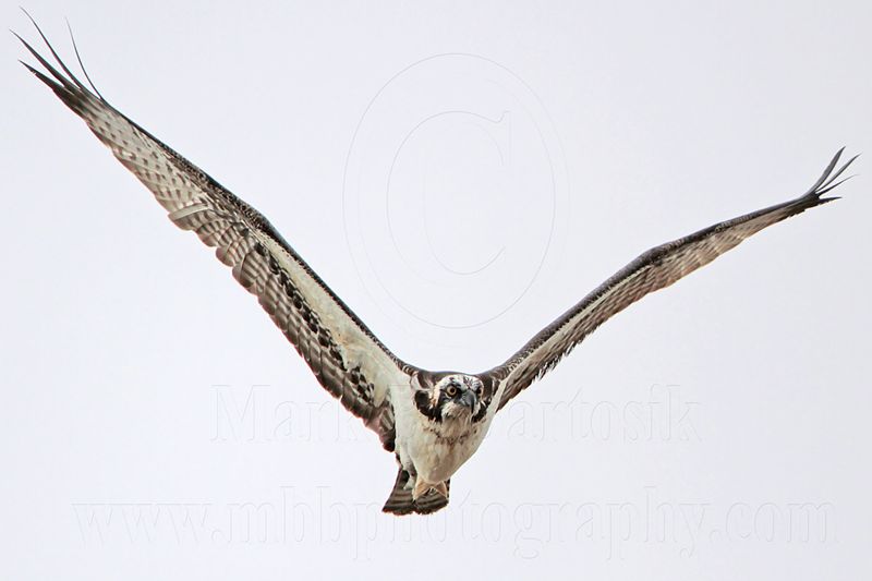 _MG_9747 Osprey.jpg