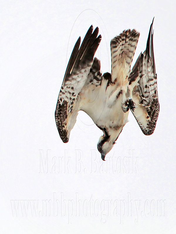 _MG_9780 Osprey.jpg