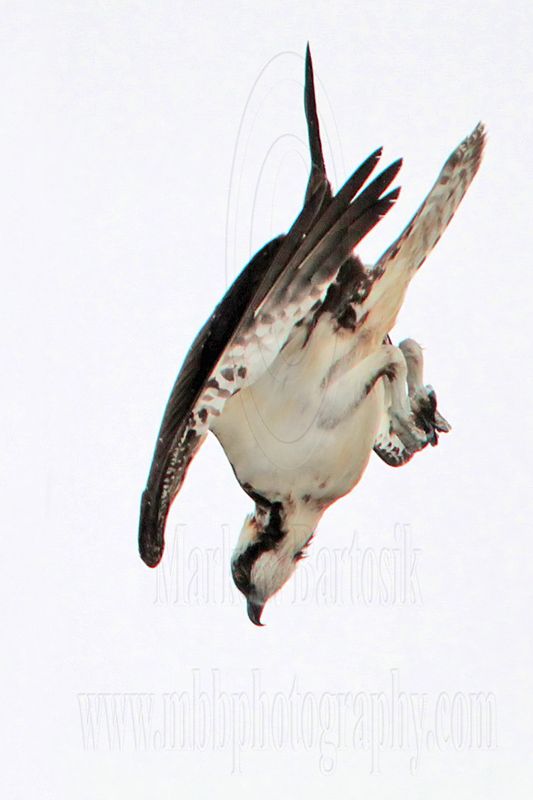 _MG_9781 Osprey.jpg