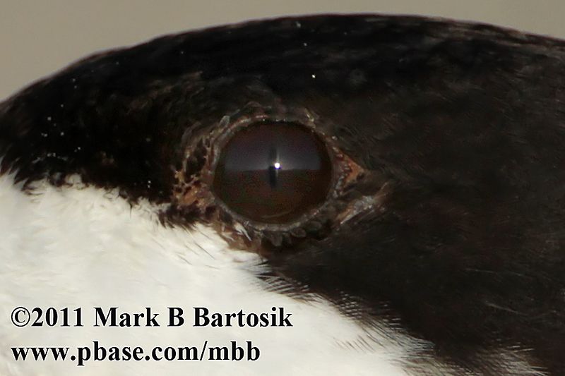 _MG_4549crop Black Skimmer slit-shaped pupils.jpg