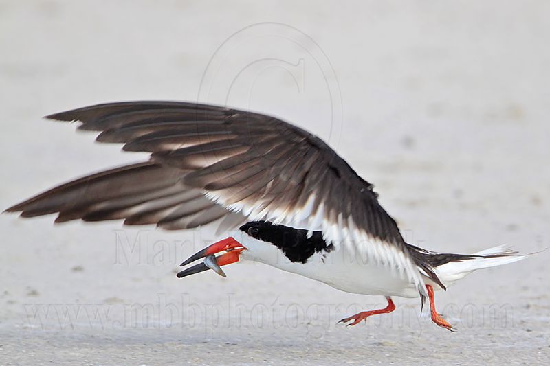_MG_9381 Black Skimmer.jpg
