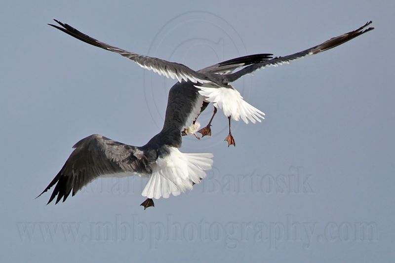 _MG_7003 Laughing Gull with stolen Black Skimmer chick.jpg