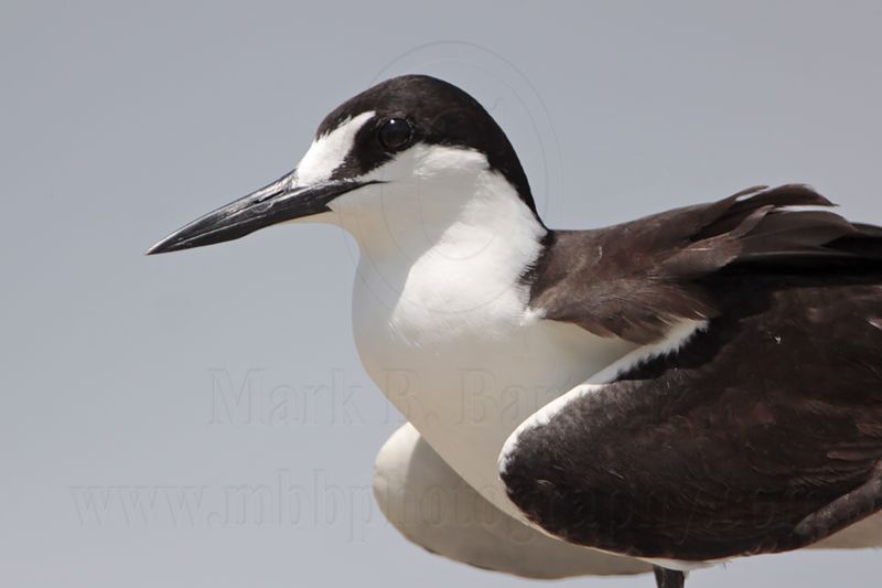 _MG_2373 Sooty Tern.jpg