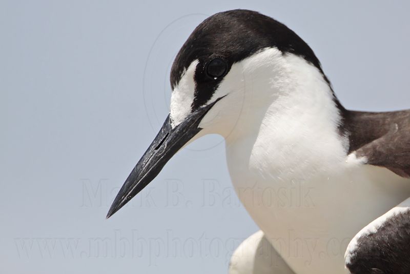 _MG_2407 Sooty Tern.jpg