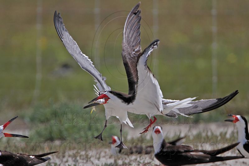_MG_3837 Laughing Gull pirating Black Skimmer.jpg