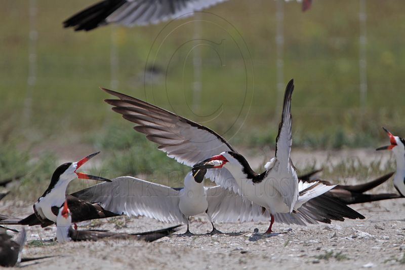 _MG_3838 Laughing Gull pirating Black Skimmer.jpg