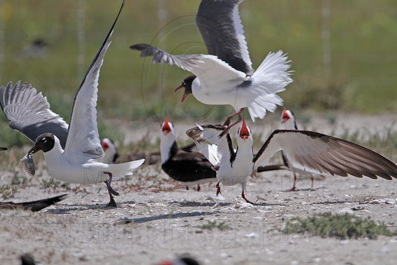 _MG_3842 Laughing Gull pirating Black Skimmer.jpg