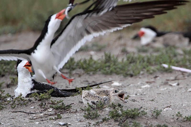 _MG_4405 Laughing Gull pirating Black Skimmer.jpg