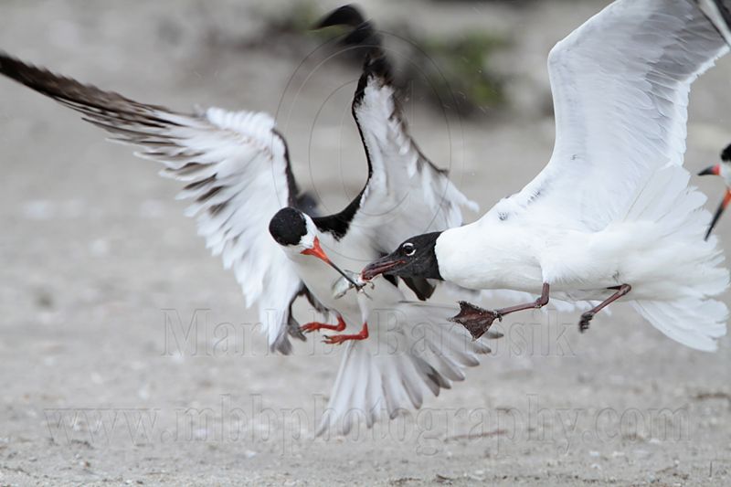_MG_4418 Laughing Gull pirating Black Skimmer.jpg