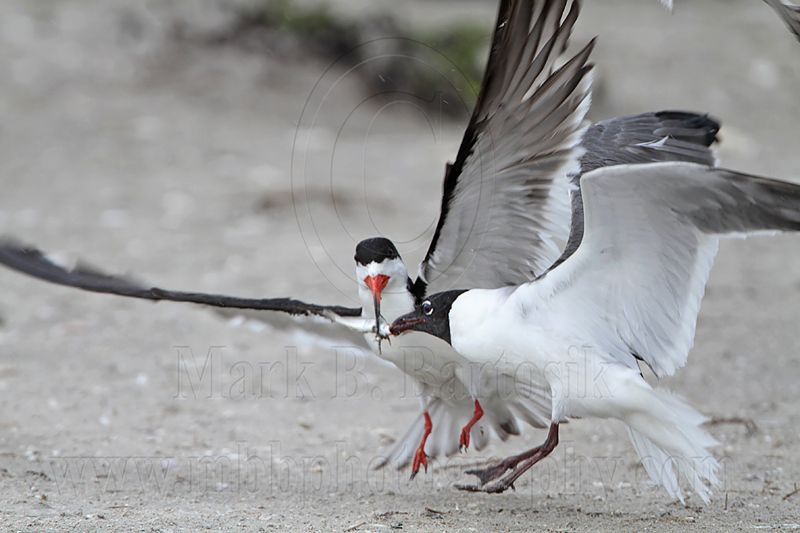 _MG_4419 Laughing Gull pirating Black Skimmer.jpg