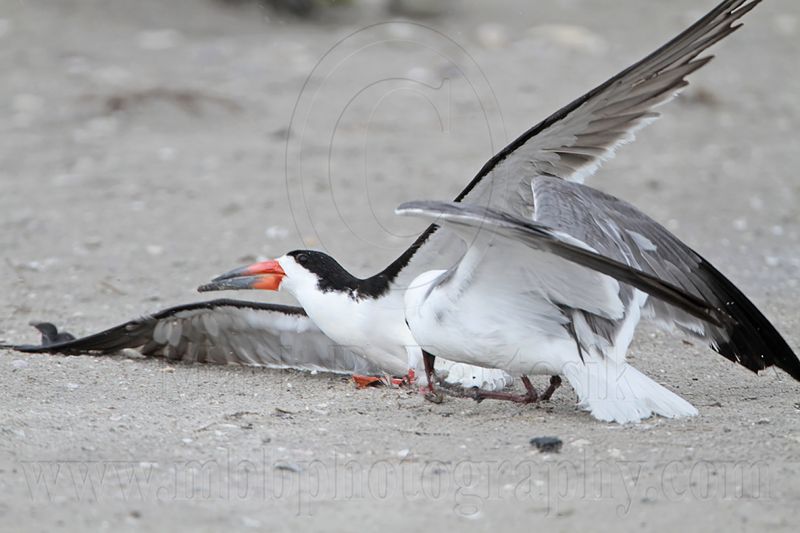 _MG_4421 Laughing Gull pirating Black Skimmer.jpg