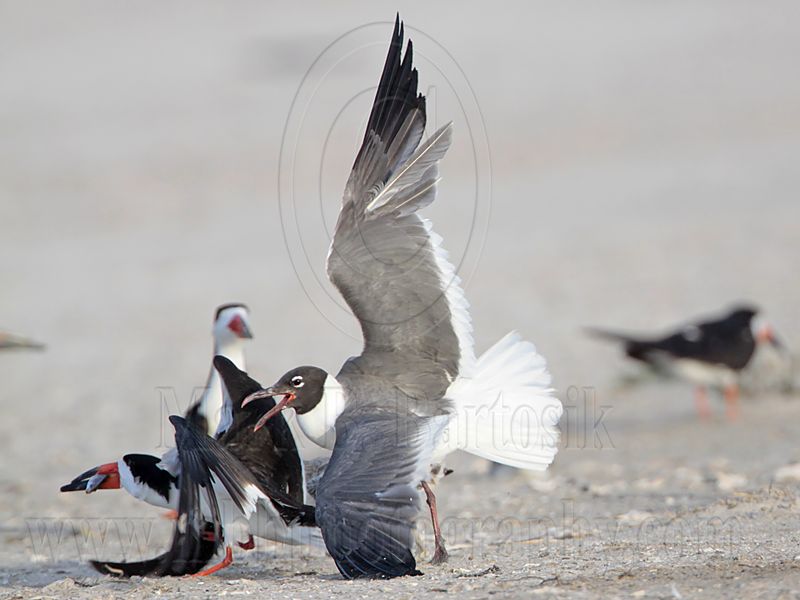 _MG_5539 Laughing Gull pirating Black Skimmer.jpg
