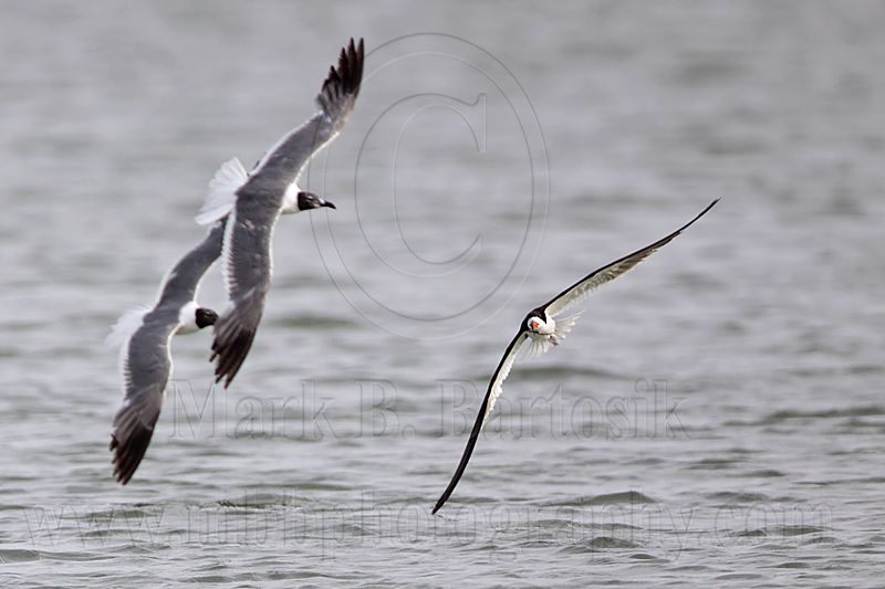 _MG_0297 Laughing Gull pirating Black Skimmer.jpg