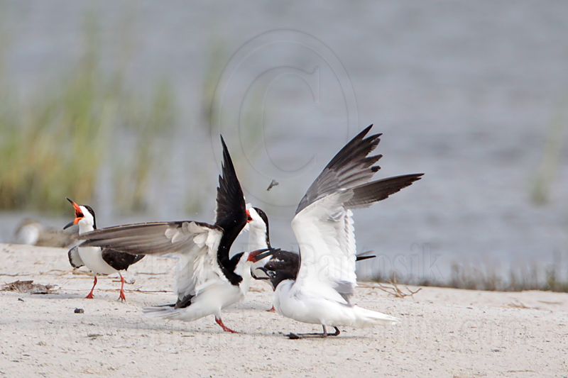 _MG_0323 Laughing Gull pirating Black Skimmer.jpg