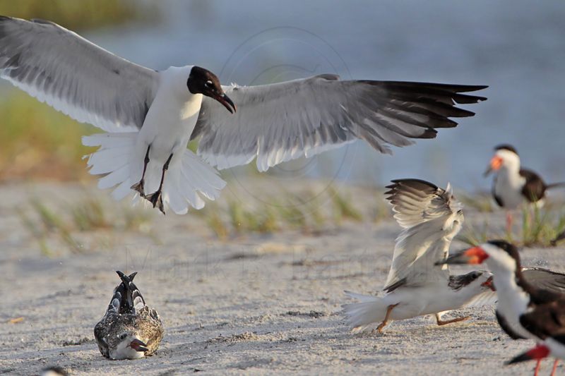 _MG_7504 Laughing Gull pirating Black Skimmer.jpg