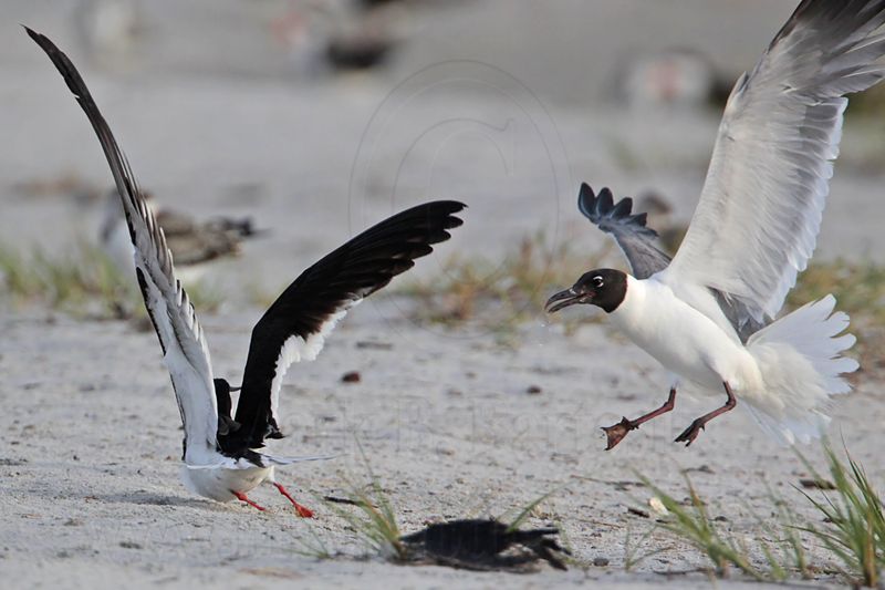 _MG_7763 Laughing Gull pirating Black Skimmer.jpg