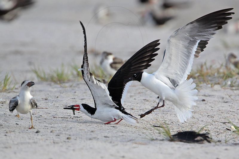 _MG_7764 Laughing Gull pirating Black Skimmer.jpg