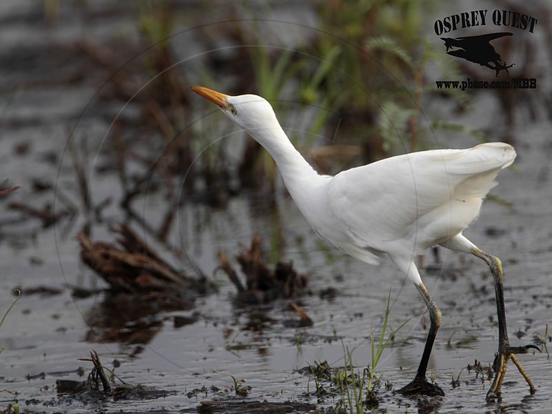_MG_1146 Cattle Egret.jpg