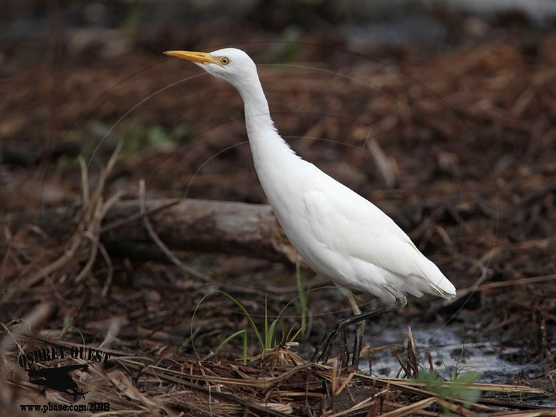 _MG_1200 Cattle Egret.jpg